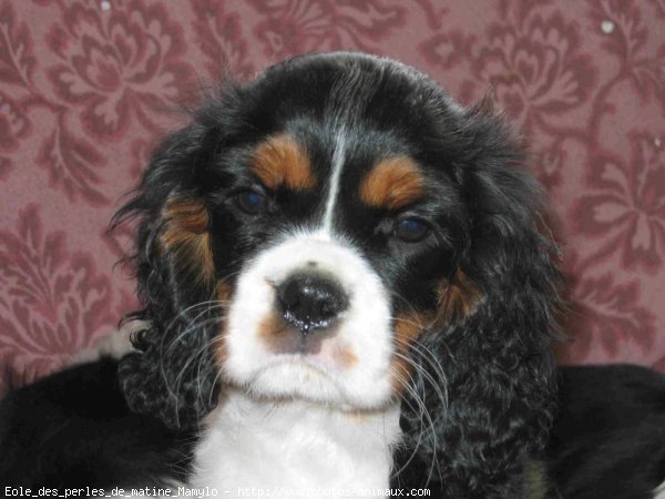 Photo de Cavalier king charles spaniel