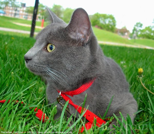 Photo de Chat domestique