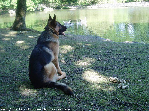 Photo de Berger allemand  poil court