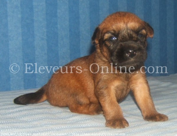 Photo de Terrier irlandais  poils doux