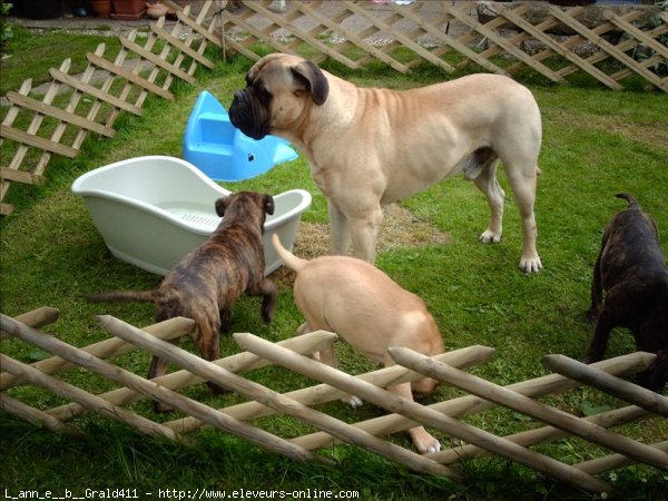 Photo de Bullmastiff