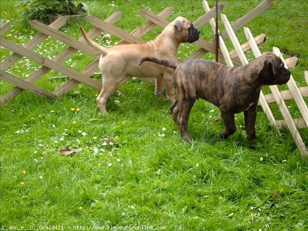 Photo de Bullmastiff