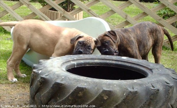 Photo de Bullmastiff