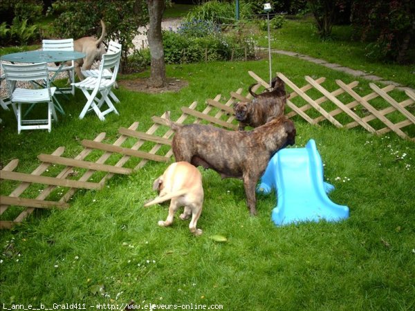 Photo de Bullmastiff