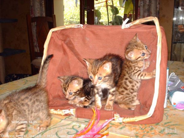 Photo de Bengal