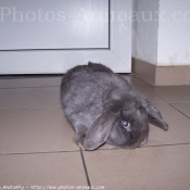 Photo de Lapin