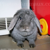 Photo de Lapin