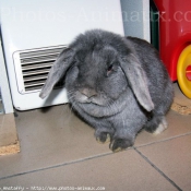 Photo de Lapin