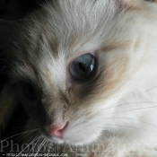 Photo de Ragdoll