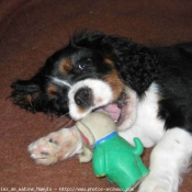 Photo de Cavalier king charles spaniel