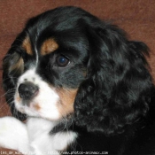 Photo de Cavalier king charles spaniel