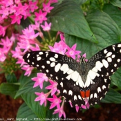 Photo de Papillon