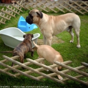 Photo de Bullmastiff