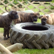 Photo de Bullmastiff