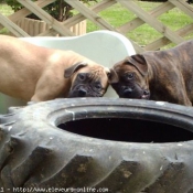 Photo de Bullmastiff