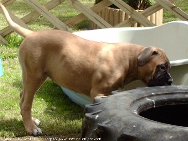 Photo de Bullmastiff