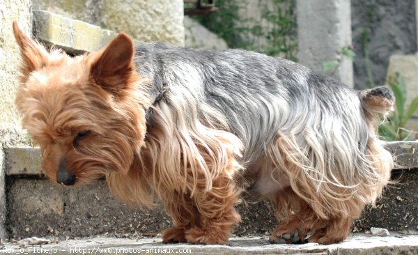 Photo de Yorkshire terrier