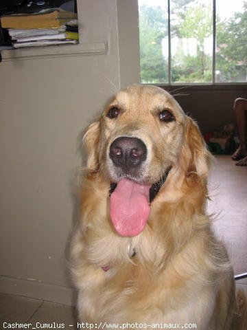 Photo de Golden retriever