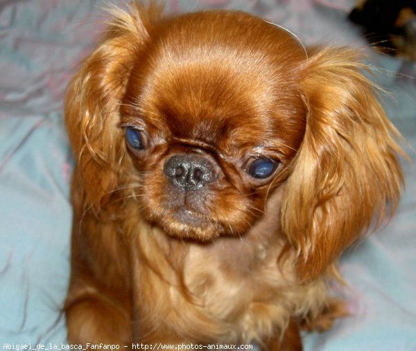 Photo de King charles spaniel