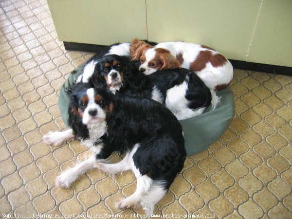 Photo de Cavalier king charles spaniel