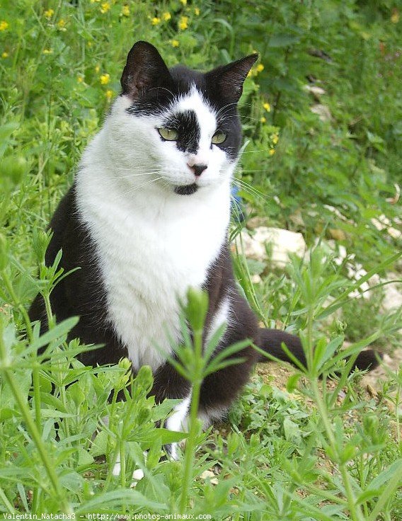 Photo de Chat domestique