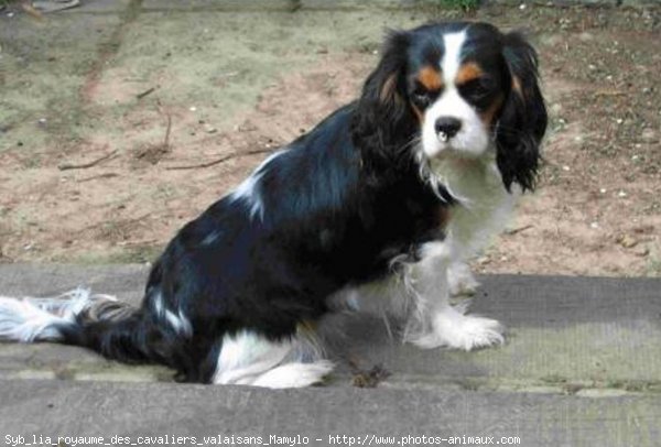 Photo de Cavalier king charles spaniel