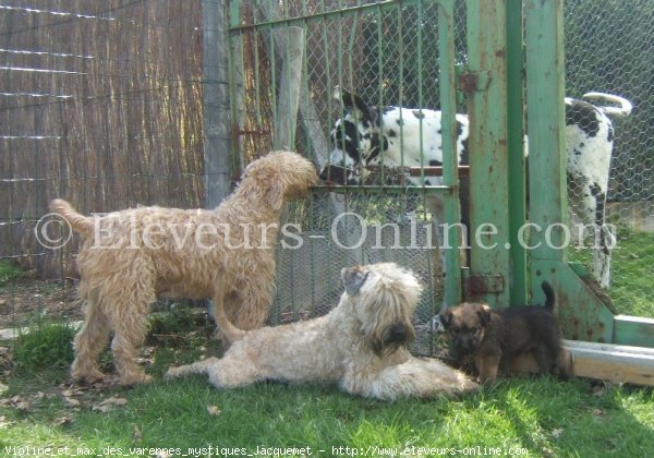 Photo de Terrier irlandais  poils doux