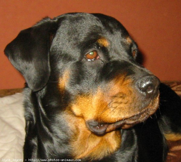 Photo de Rottweiler