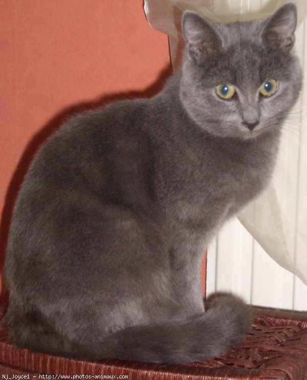 Photo de Chartreux