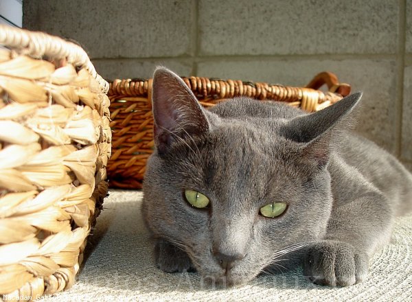 Photo de Chat domestique