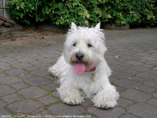 Photo de West highland white terrier