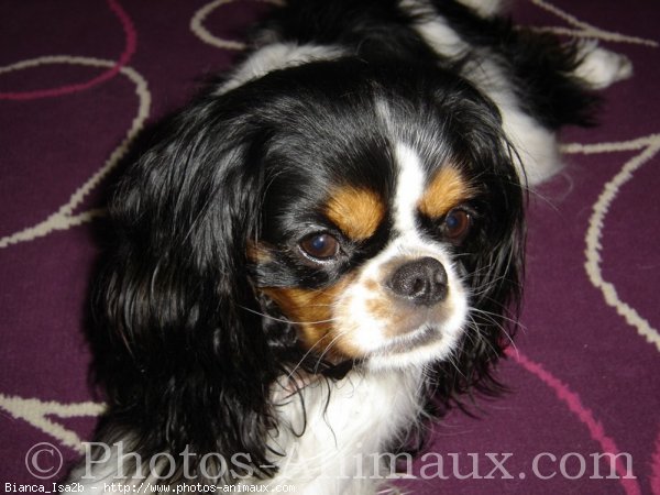 Photo de Cavalier king charles spaniel