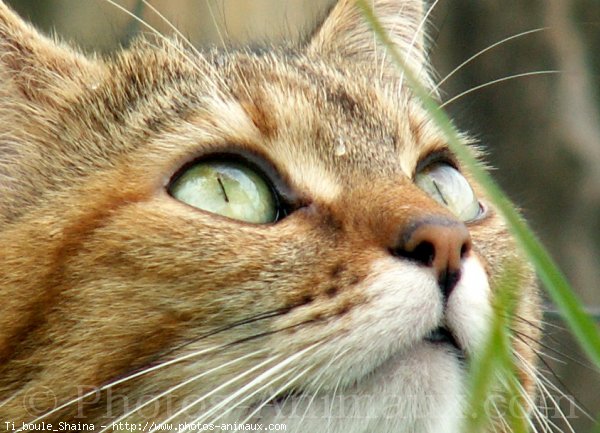 Photo de Chat domestique