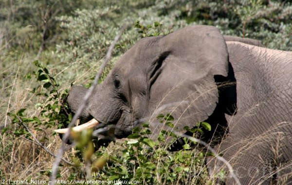 Photo d'Elphant d'afrique