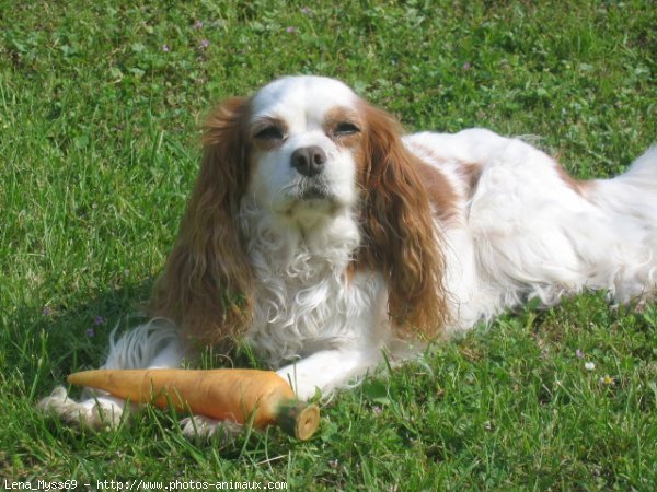 Photo de Cavalier king charles spaniel