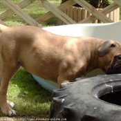 Photo de Bullmastiff