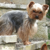 Photo de Yorkshire terrier