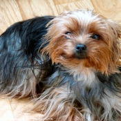 Photo de Yorkshire terrier