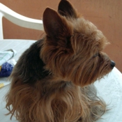 Photo de Yorkshire terrier