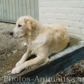 Photo de Golden retriever