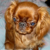 Photo de King charles spaniel