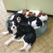 Photo de Cavalier king charles spaniel