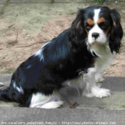 Photo de Cavalier king charles spaniel