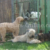 Photo de Terrier irlandais  poils doux