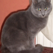 Photo de Chartreux