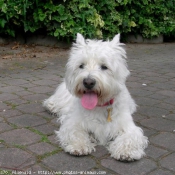 Photo de West highland white terrier