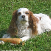 Photo de Cavalier king charles spaniel