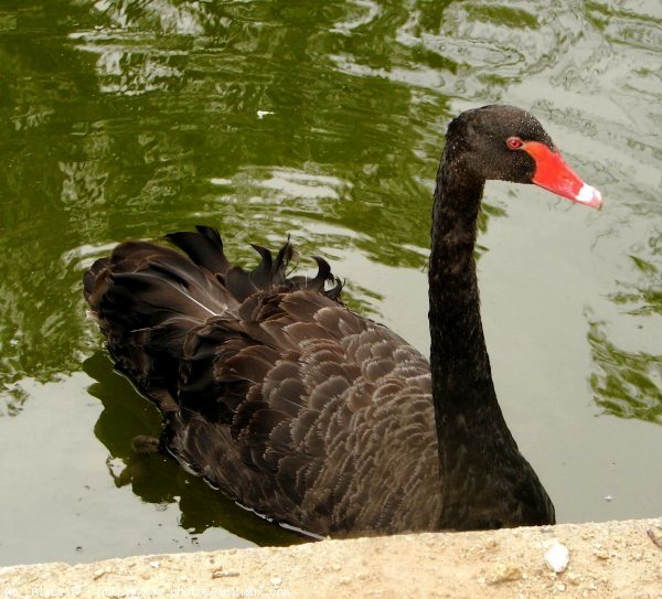 Photo de Cygne