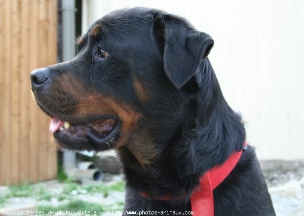 Photo de Rottweiler