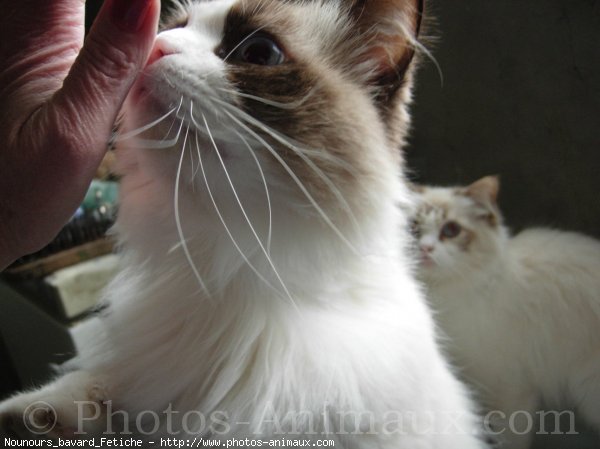 Photo de Ragdoll